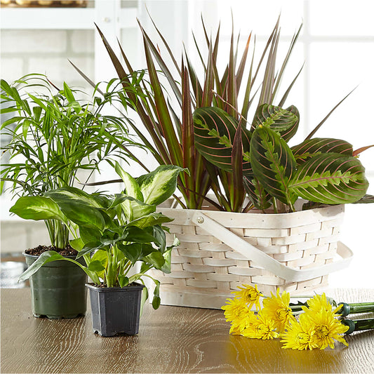 Florist Designed Blooming and Green Plants in a Basket –  Mano Florist, Dearborn Heights MI