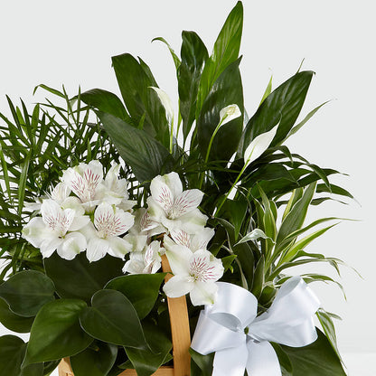 Peace & Serenity Dishgarden –  Mano Florist, Dearborn Heights MI